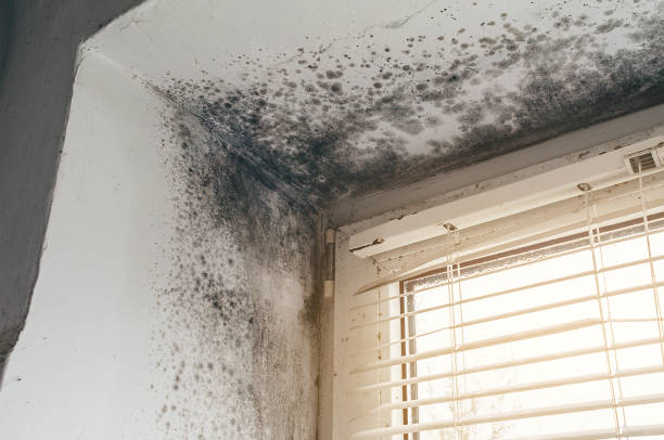 Affordable Mold Remediation solutions in Quantico, VA